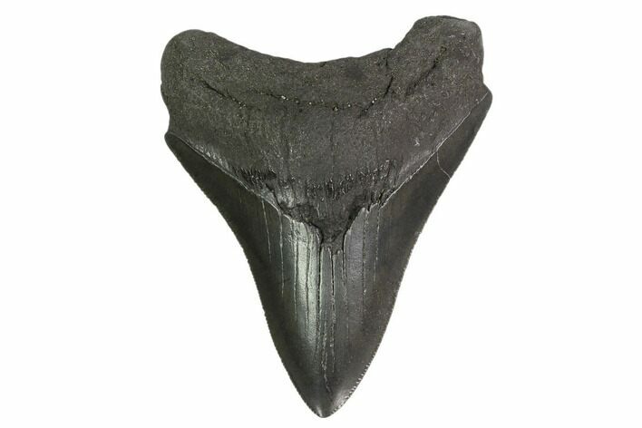 3.21" Fossil Megalodon Tooth - Serrated Blade